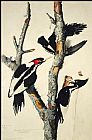 John James Audubon Canvas Paintings - Ivory-Billed Woodpecker